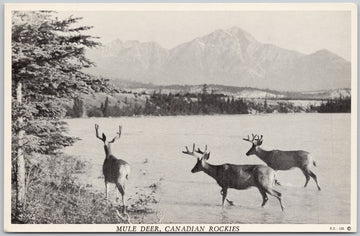 Mule Deer Canadian Rockies Western Canada Rowed Oneill Postcard SP21