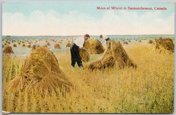 Miles of Wheat in Saskatchewan SK Farming Agriculture Sask Canada Postcard 