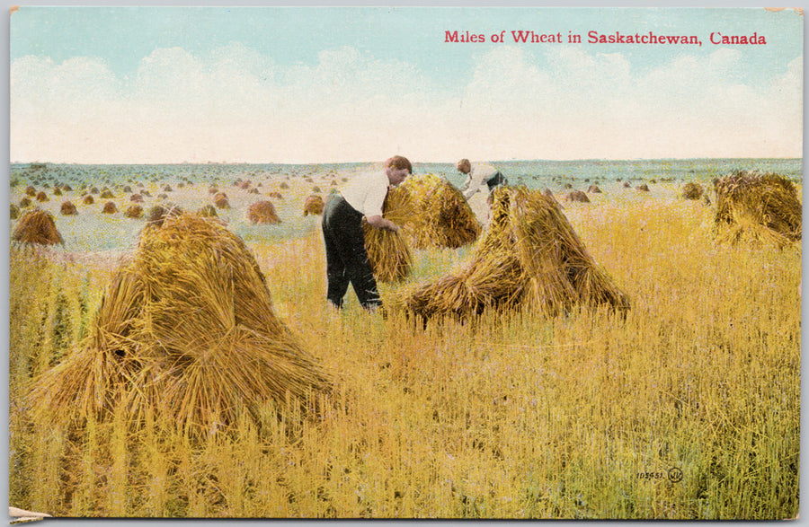 Miles of Wheat in Saskatchewan SK Farming Agriculture Sask Canada Postcard 