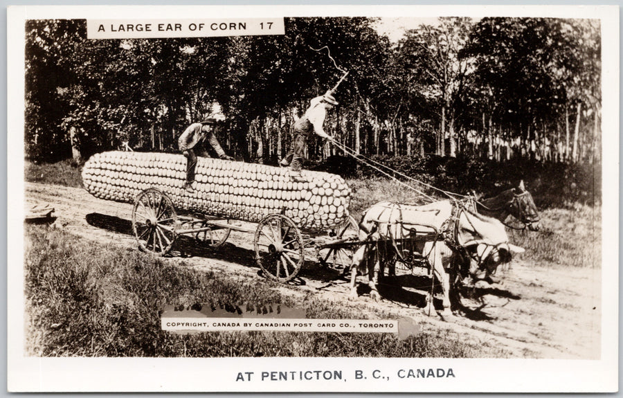 Penticton BC Exaggerated Ear of Corn Cob Canada RPPC Postcard 