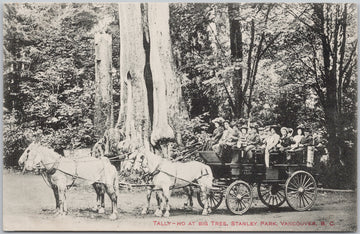 Vancouver BC Tally-Ho at Big Tree Postcard 
