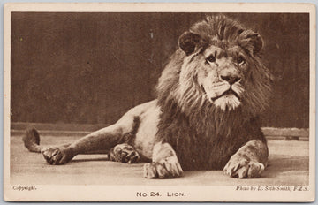 No. 24 Lion Gardens of Zoological Society London UK D. Seth-Smith Postcard 