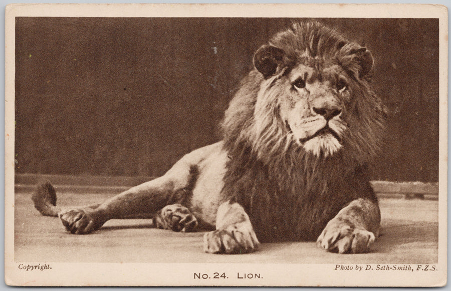 No. 24 Lion Gardens of Zoological Society London UK D. Seth-Smith Postcard 