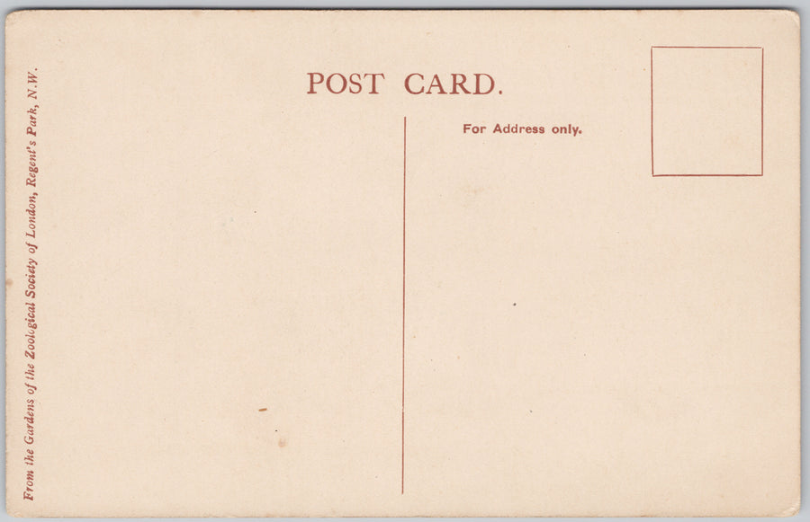 No. 24 Lion Gardens of Zoological Society Postcard 