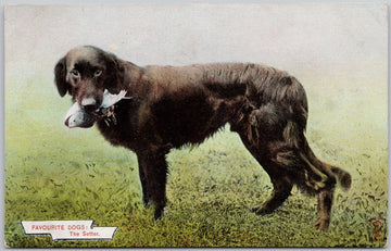 Favourite Dogs The Setter Bird Dog Unused Knight Brothers Postcard 