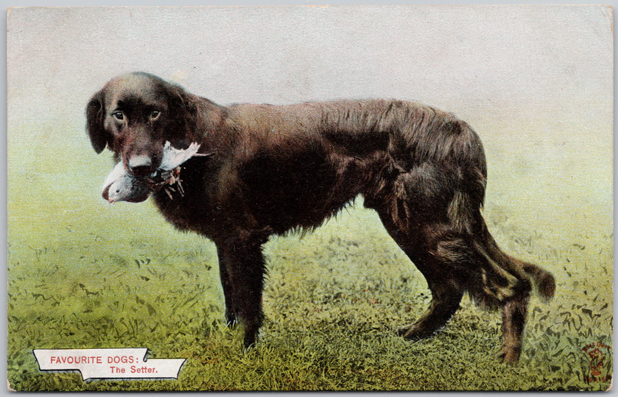 Favourite Dogs The Setter Bird Dog Unused Knight Brothers Postcard 