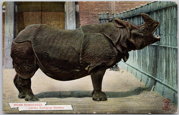 Indian Rhinoceros London Zoological Gardens Postcard 