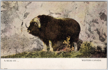 Musk Ox Western Canada Postcard 