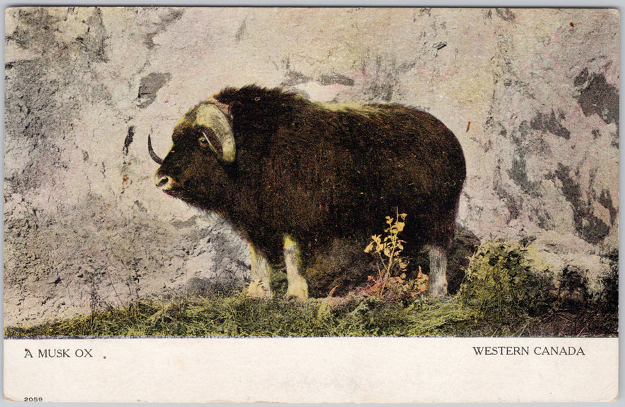 Musk Ox Western Canada Postcard 
