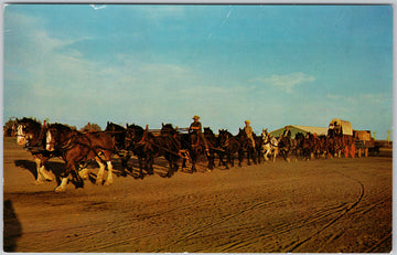 Saskatoon Pion Era Horses Freighter Saskatchewan Canada Vintage Postcard SP22