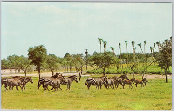 Grevy's Zebra Postcard Busch Gardens African Veldt Tampa FL Postcard SP22