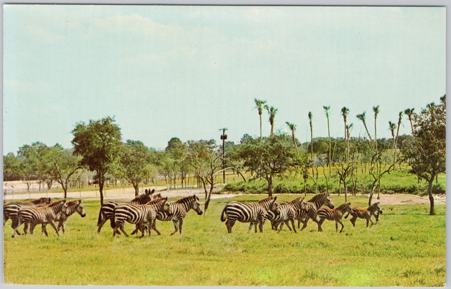 Grevy's Zebra Postcard Busch Gardens African Veldt Tampa FL Postcard SP22