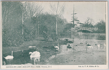 Goodacre Lake Beacon Hill Park Victoria BC Hibben Postcard 