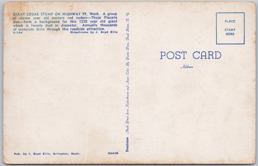 Giant Cedar Stump on Highway 99 Washington Litho Vintage Postcard