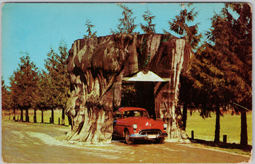 Giant Cedar Stump on Highway 99 Washington Litho Vintage Postcard 