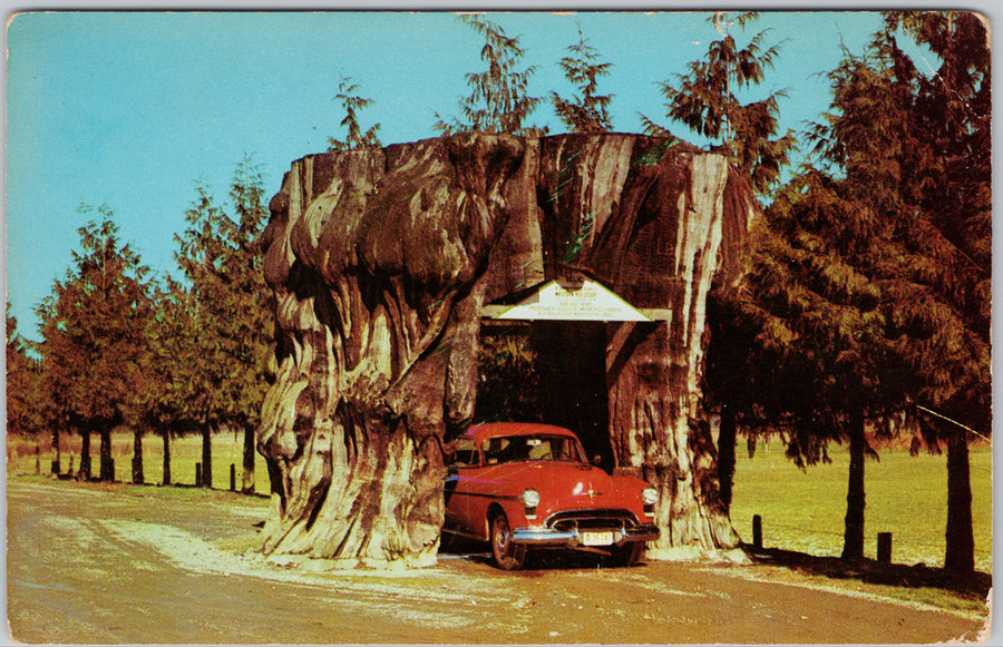 Giant Cedar Stump on Highway 99 Washington Litho Vintage Postcard 