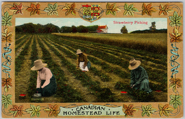 Canadian Homestead Life Strawberry Picking Agriculture Patriotic Postcard 