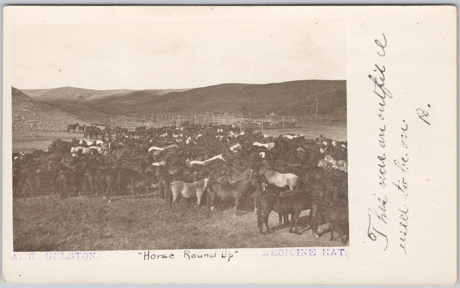 Horse Round Up Medicine Hat Alberta AB Horses Scarce A. W. Gelston RPPC Private Postcard 