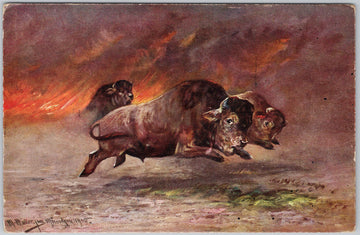 Bison Stampede Buffalo Herd Running from Prairie Fire M. Muller Artist Postcard