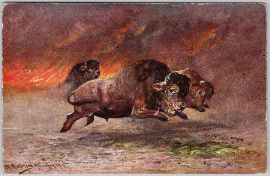 Bison Stampede Buffalo Herd Running from Prairie Fire M. Muller Artist Postcard