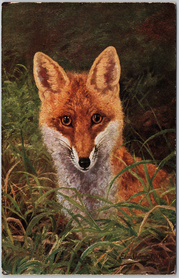 Fox Portrait in Tall Grass Elsa Artist Postcard 
