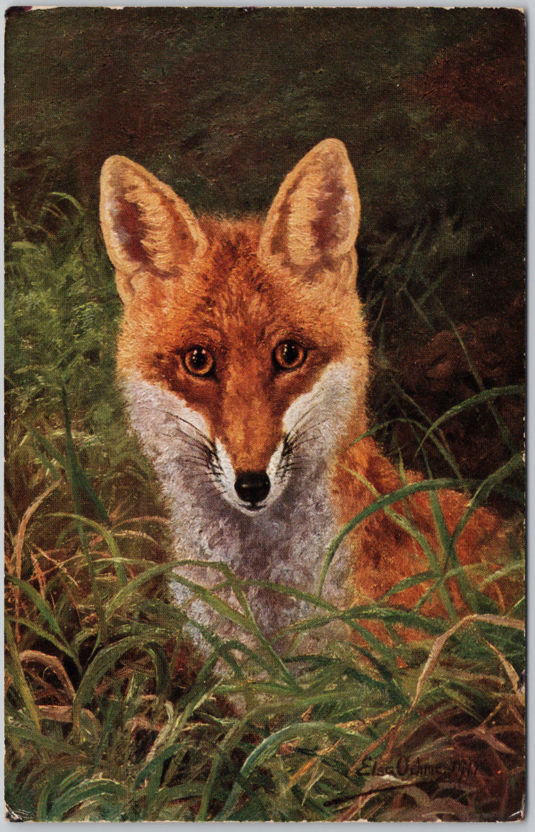 Fox Portrait in Tall Grass Elsa Artist Postcard 