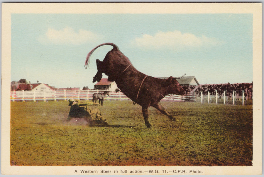 Western Steer in Full Action Rodeo Cowboy Postcard