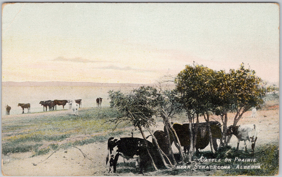 Cattle on Prairie near Strathcona Alberta Edmonton Atkinson Bros (Hard to Find) Postcard SP22 *as is