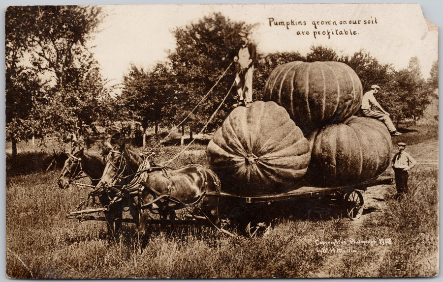 Exaggerated Pumpkins Grown on OUr Soil are Profitable Martin RPPC Postcard 