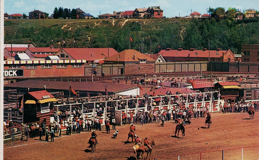 Calgary Alberta Calgary Stampede Rodeo Bucking Bronco Contest Event Postcard 