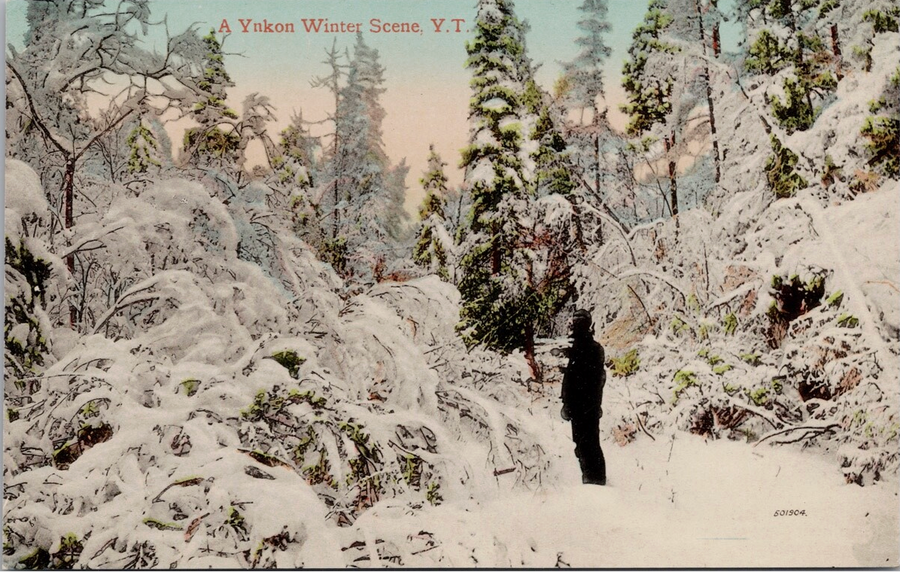 Yukon Winter Scene YT Man Nature Snow Unused Zaccarelli Postcard 