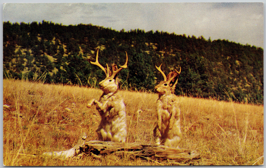 The Mythical Jackalope Postcard