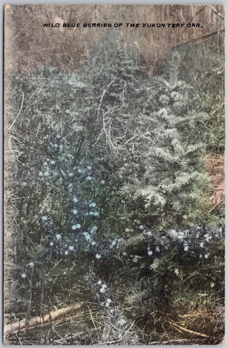 Wild Blue Berries of Yukon YT Canada Postcard