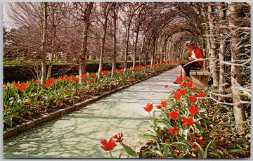 Williamsburg VA Governor's Palace Gardens Postcard 