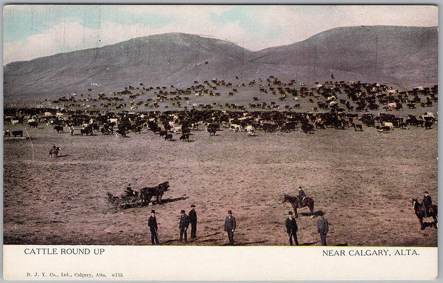 Calgary Alberta Cattle Round Up Rangeland - Vintage Postcard – Dee's ...