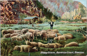 Sheep Scene Bonanza Creek Dawson Yukon Postcard