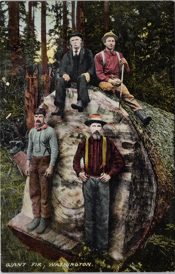 WA Giant Fir Tree Loggers Logging Washington Unused Sprouse & Son Postcard S2