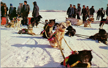 Yellowknife NWT 'Indian Dog Teams' Sled Dogs Indigenous c1969 Postcard S2