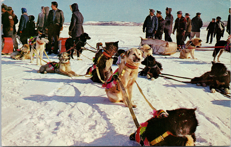 Yellowknife NWT 'Indian Dog Teams' Sled Dogs Indigenous c1969 Postcard S2