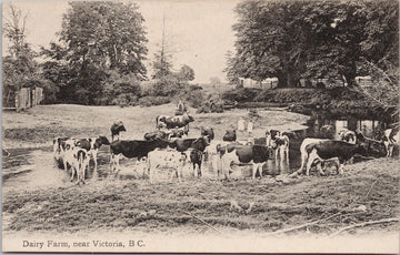 Dairy Farm near Victoria BC Cattle Cows Agriculture Vancouver Island Postcard S3