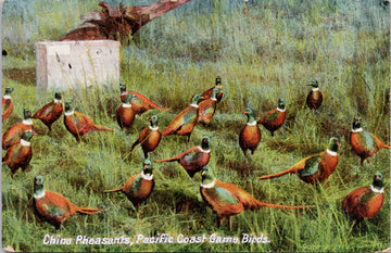 China Pheasants Pacific Coast Game Birds Dillaway c1909 Postcard S3