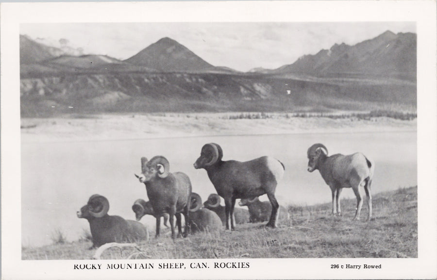 Rocky Mountain Sheep Alberta AB Canadian Rockies Harry Rowed RPPC Postcard S3