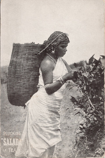 Plucking Salada Tea Woman