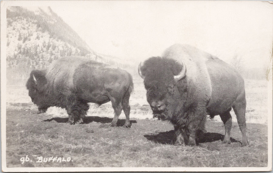 Byron Harmon #96 Buffalo Western Canada Postcard 