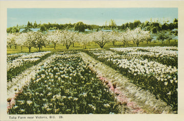 Tulip Farm near Victoria BC Vancouver Island Postcard