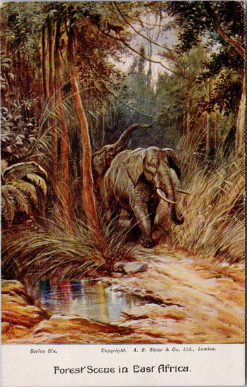 Elephants Forest Scene in East Africa Unused AB Shaw Series Six Linen Postcard 