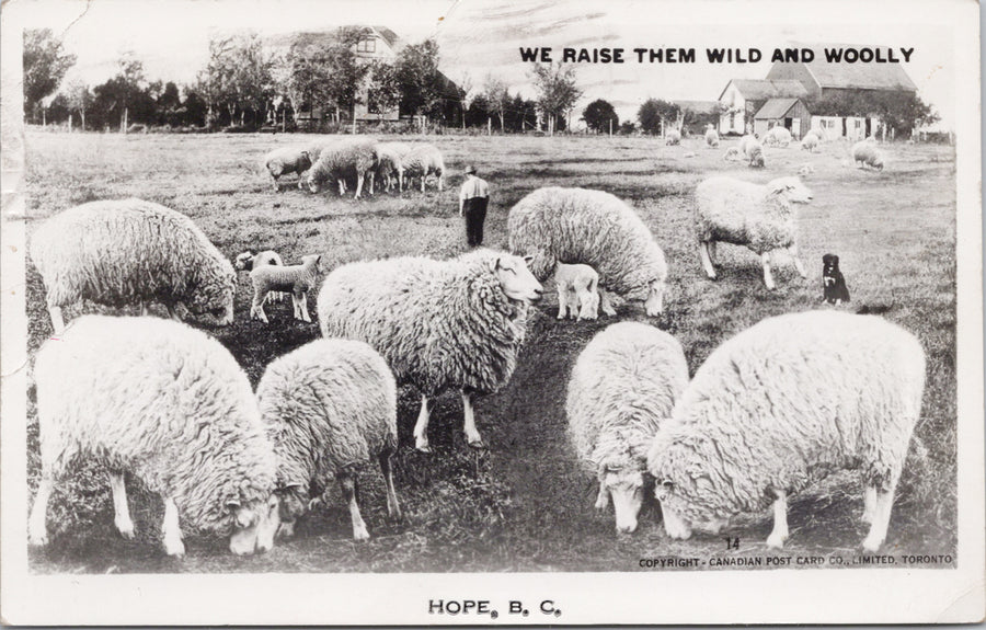 Hope BC Exaggerated Sheep ostcard