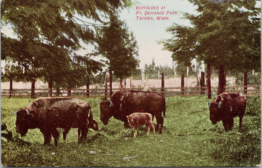 Tacoma WA Buffalo at Point Defiance Park Postcard 