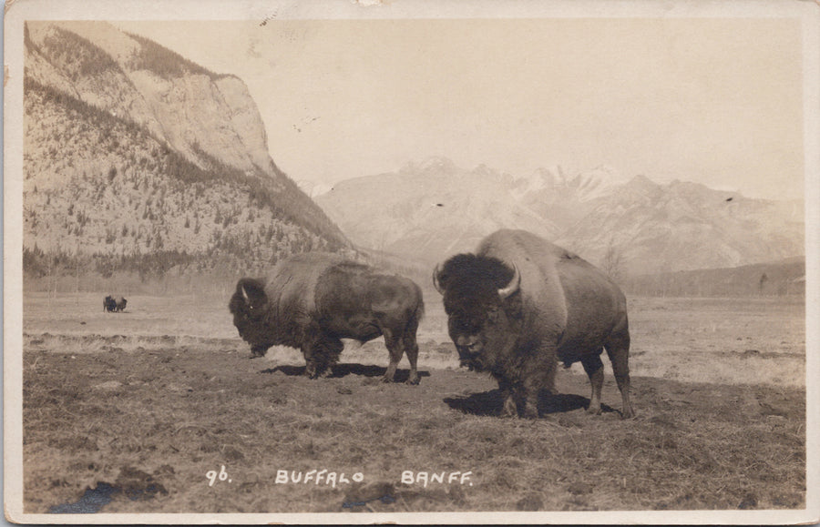 Byron Harmon #96 Buffalo Banff Alberta Unused RPPC Postcard