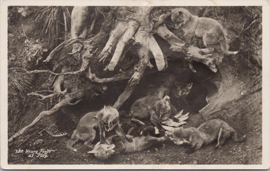 Young Foxes at Play G.P. Abraham Postcard 